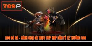 AOG Đá Gà - Sảnh Chọi Gà Trực Tiếp Hấp Dẫn Tỷ Lệ Thưởng Cao